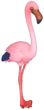 작은홍학