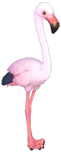 큰홍학